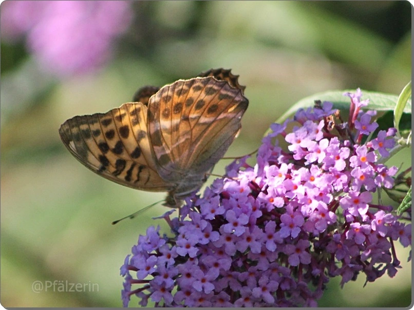 Garten im August 29 4 Kaisermantel - Argynnis paphia.webp