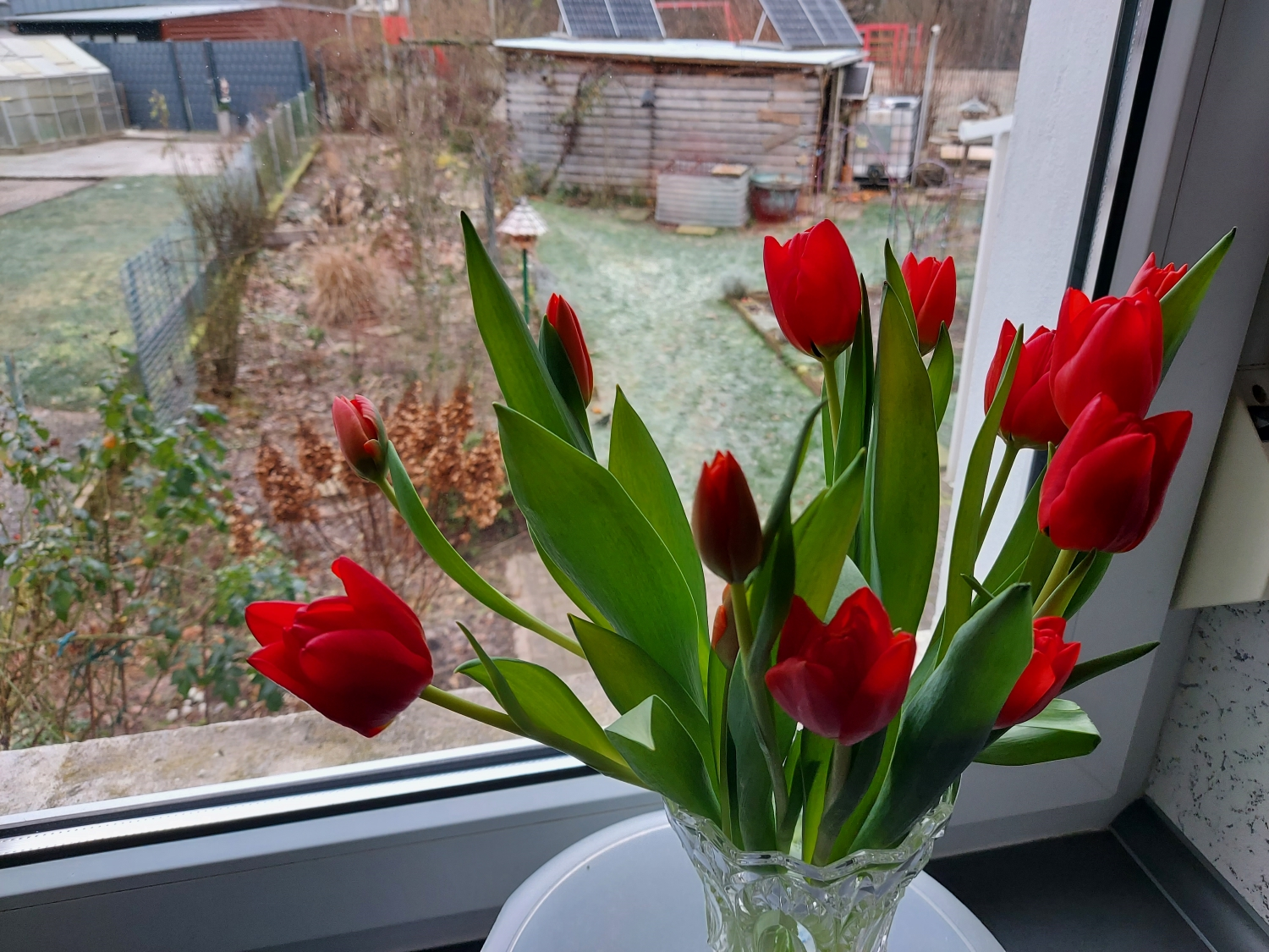 Garten im Januar 2024 4 Blick aus dem Küchenfenster.webp