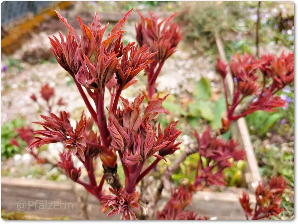 Garten im März 14 1 Strauchpfingstrose.webp