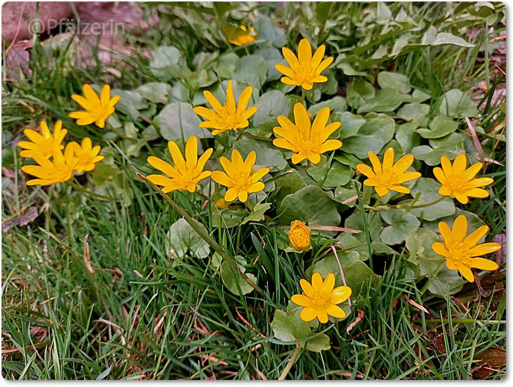Garten im März 25 1 Scharbockskraut.webp