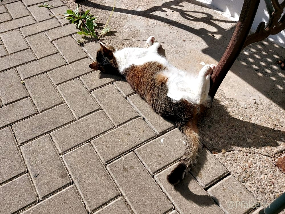 Garten im Mai 22 1 Finn.webp