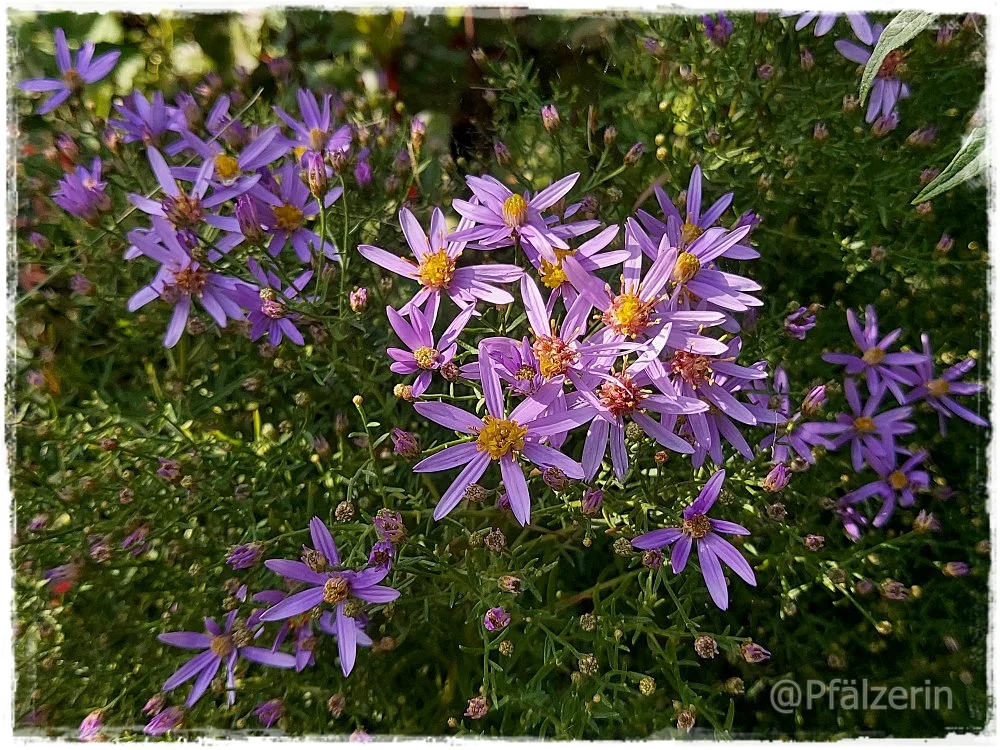 Garten im September 4.webp