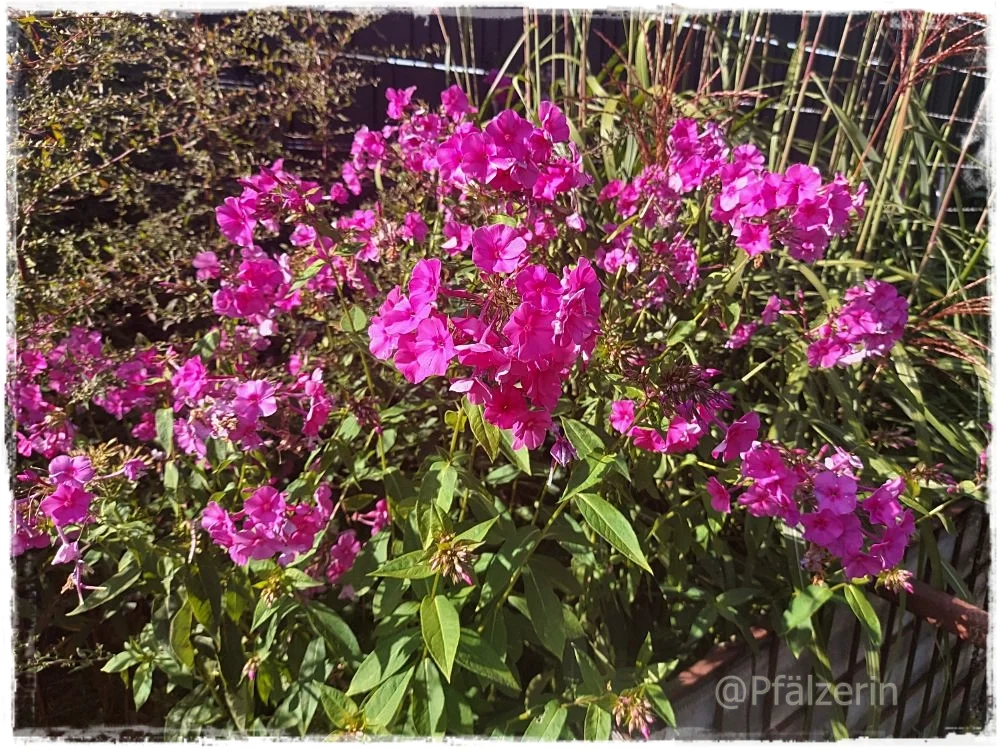 Garten im September 8.webp
