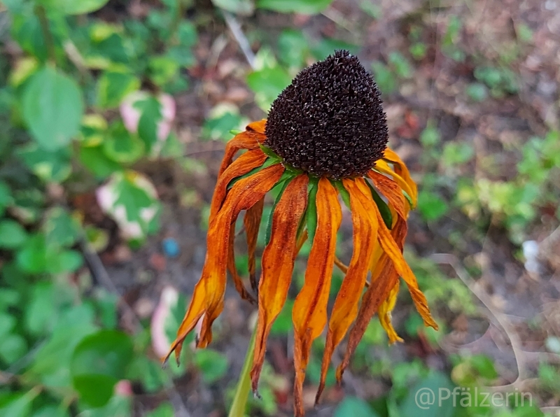Garten im September 9.webp