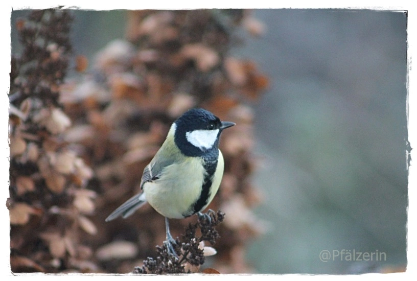 Garten in der Vorweihnachtszeit 10 4 Vögel.webp