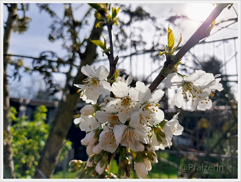 Garten in der Woche nach Ostern 12.webp
