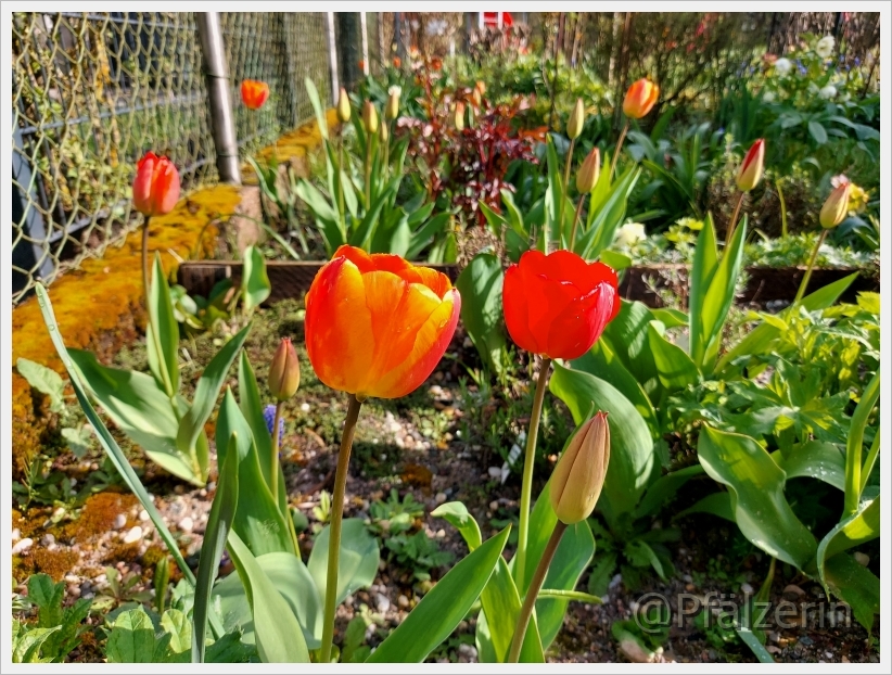 Garten in der Woche nach Ostern 16.jpg