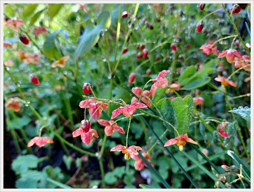 Garten in der Woche nach Ostern 2.webp