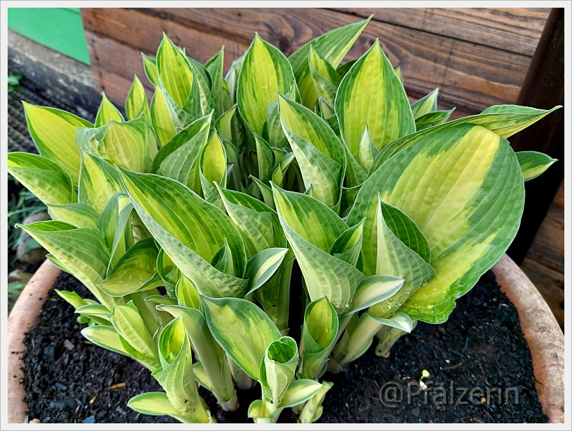 Garten in der Woche nach Ostern 20.webp