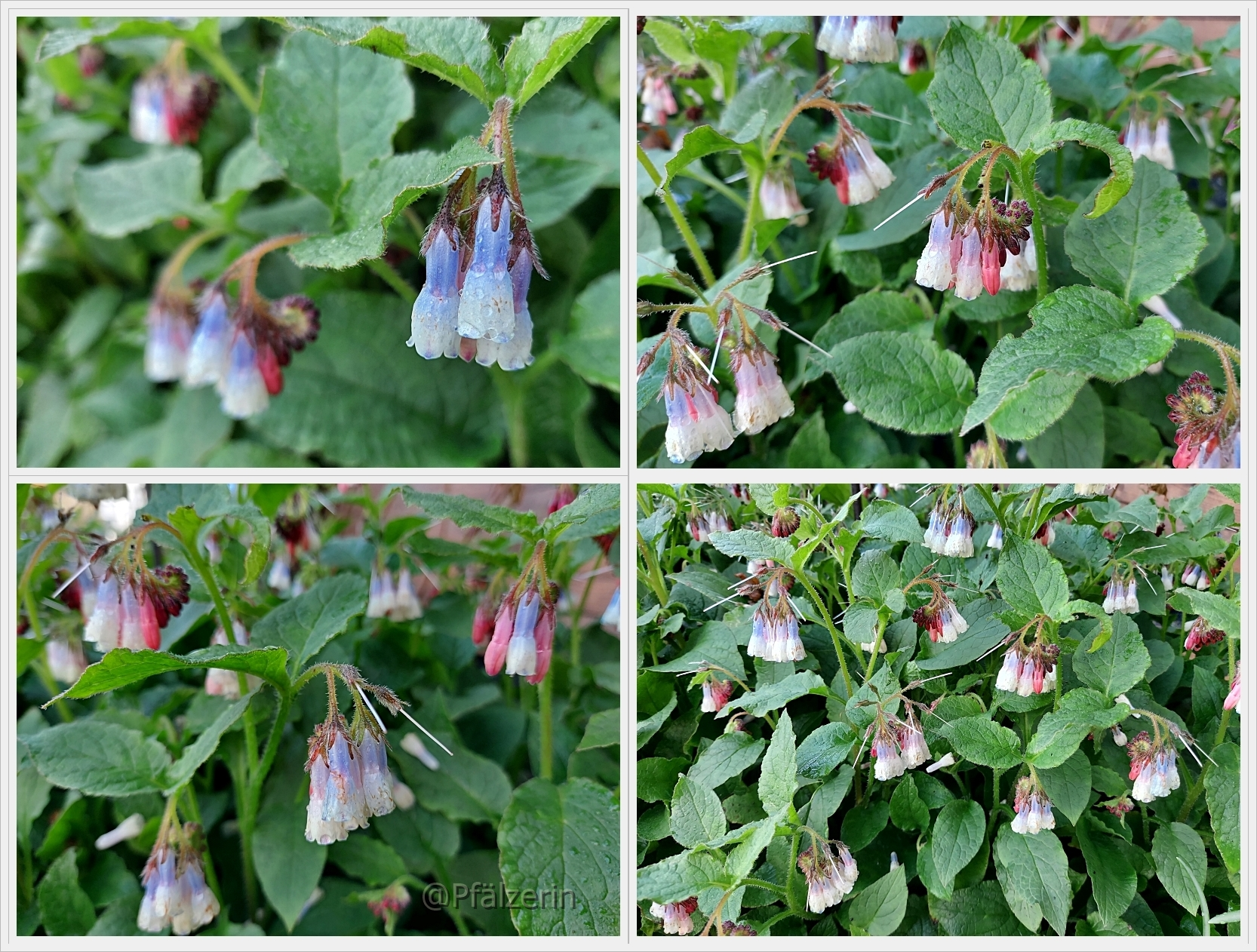 Garten in der Woche nach Ostern 21.webp