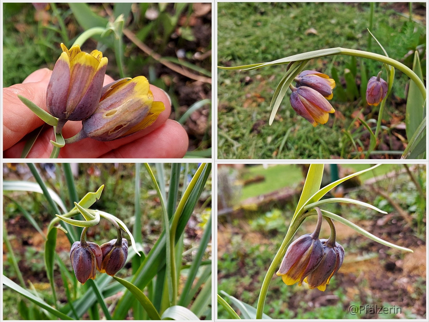 Garten in der Woche nach Ostern 24.jpg