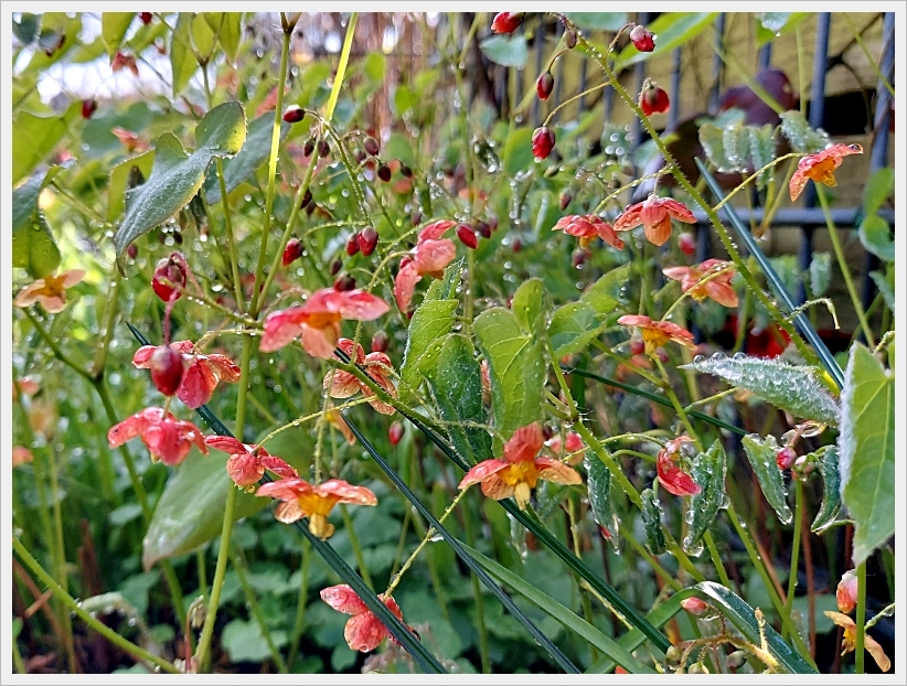 Garten in der Woche nach Ostern 3.jpg