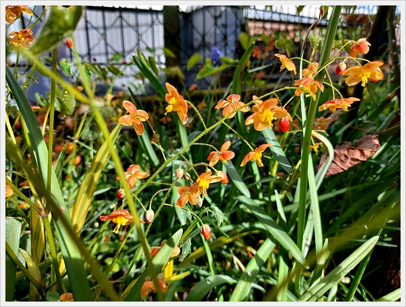 Garten in der Woche nach Ostern 3a.webp
