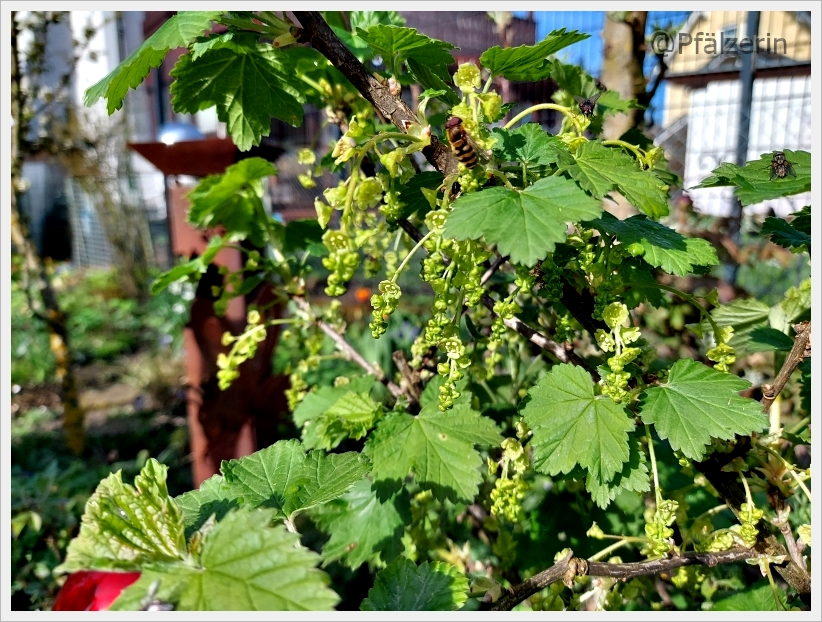 Garten in der Woche nach Ostern 4.webp