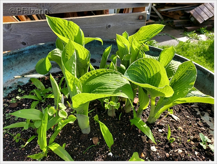 Garten in der Woche nach Ostern 5.webp
