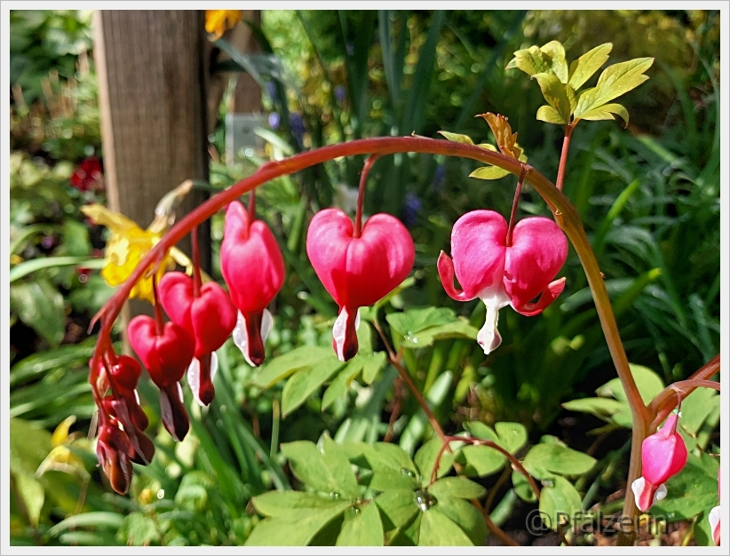Garten in der Woche nach Ostern 6.webp