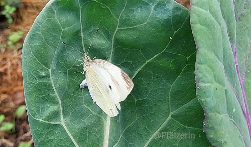 Garten Mitte August 7.jpg