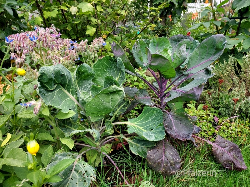 Garten Mitte August 8.webp