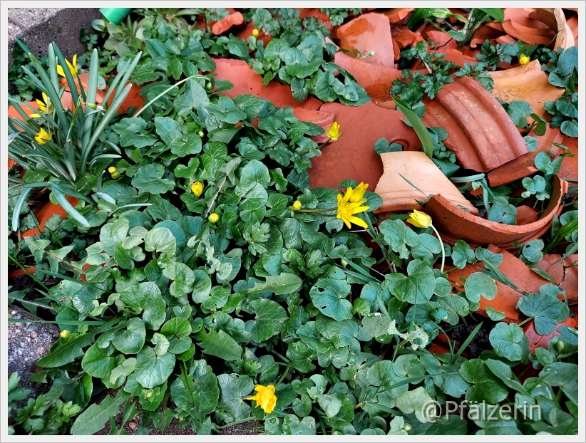 Garten Mitte März 10.webp