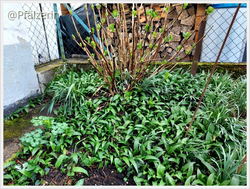 Garten Mitte März 13.webp
