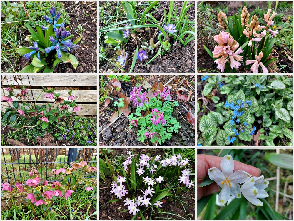 Garten Mitte März a.webp