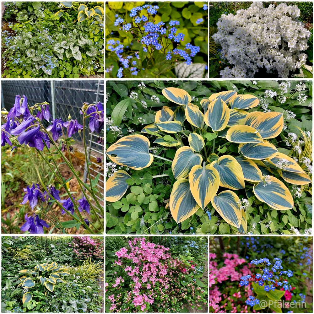 Garten Mitte Mai.webp