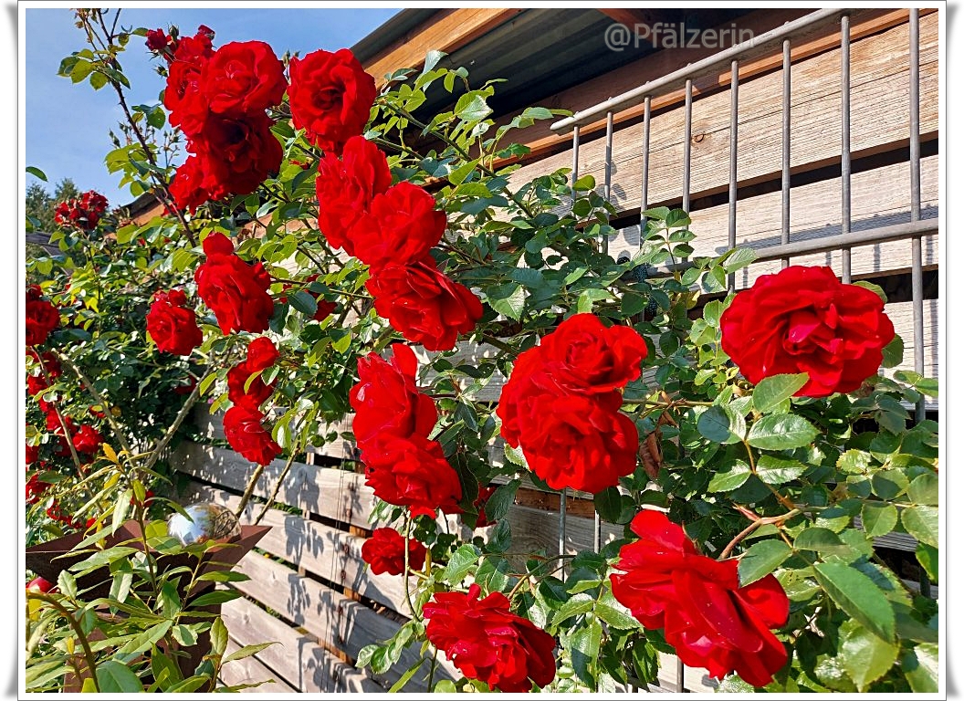 Garten Rosen 1.jpg