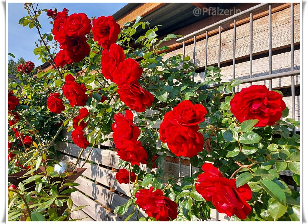 Garten Rosen 1.webp