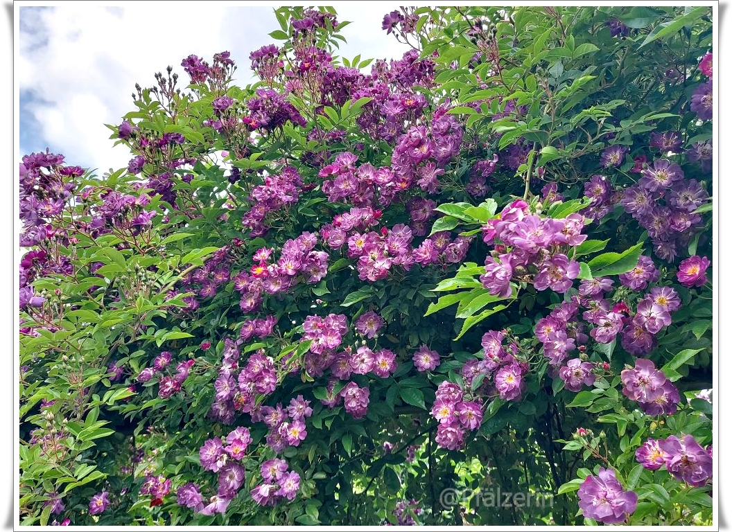 Garten Rosen 4.jpg