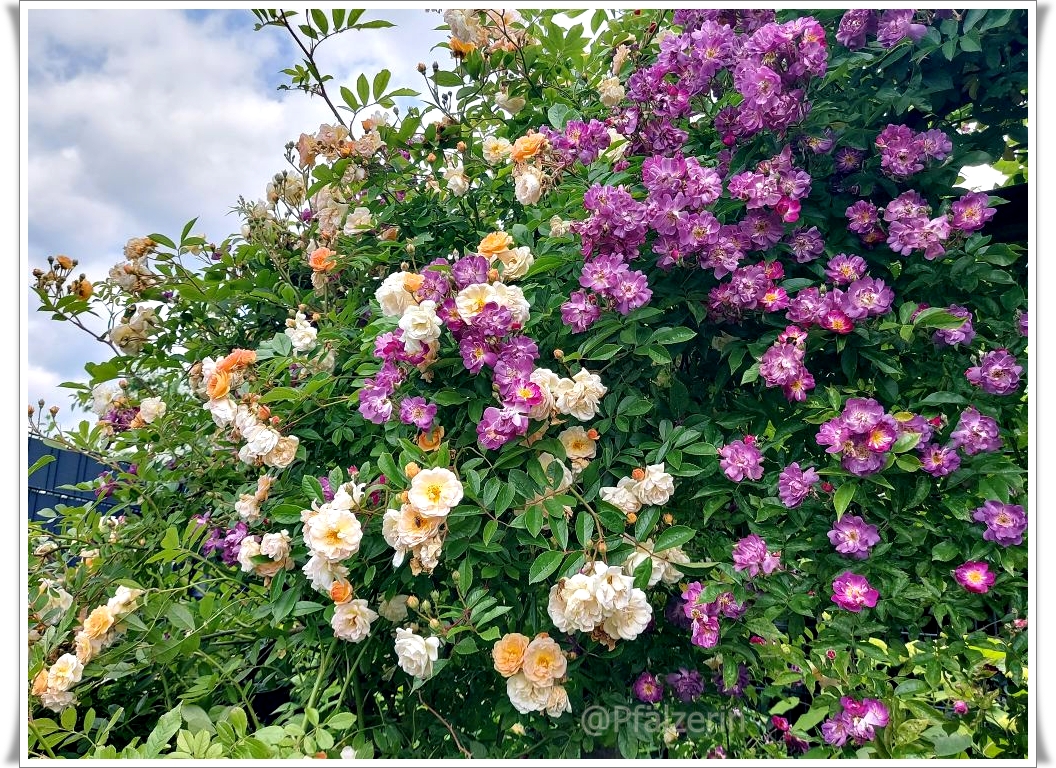 Garten Rosen 5.jpg