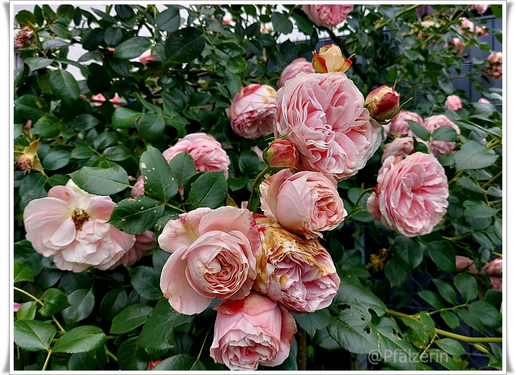 Garten Rosen 7.jpg