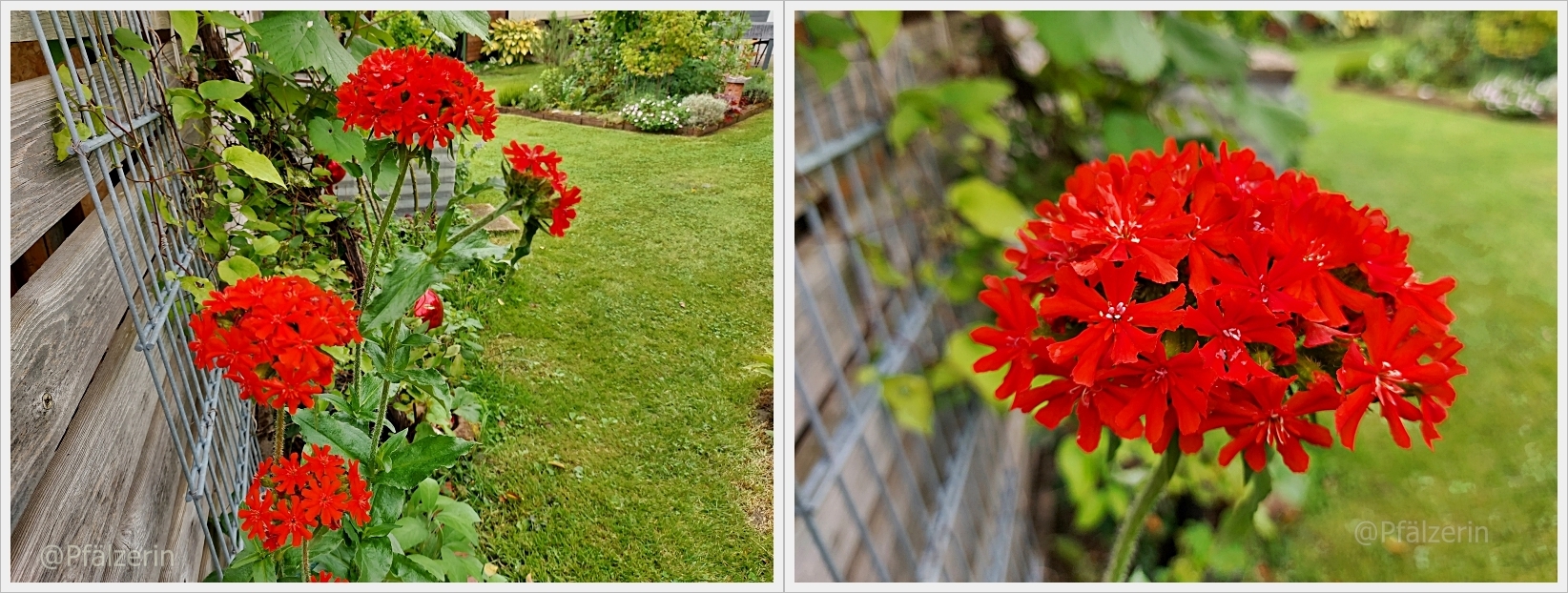 Garten zur Sommersonnenwende Brennende Liebe.jpg