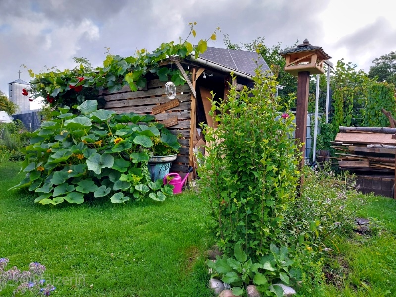 Gartenansicht nach dem Regen anfangs August 3.jpg