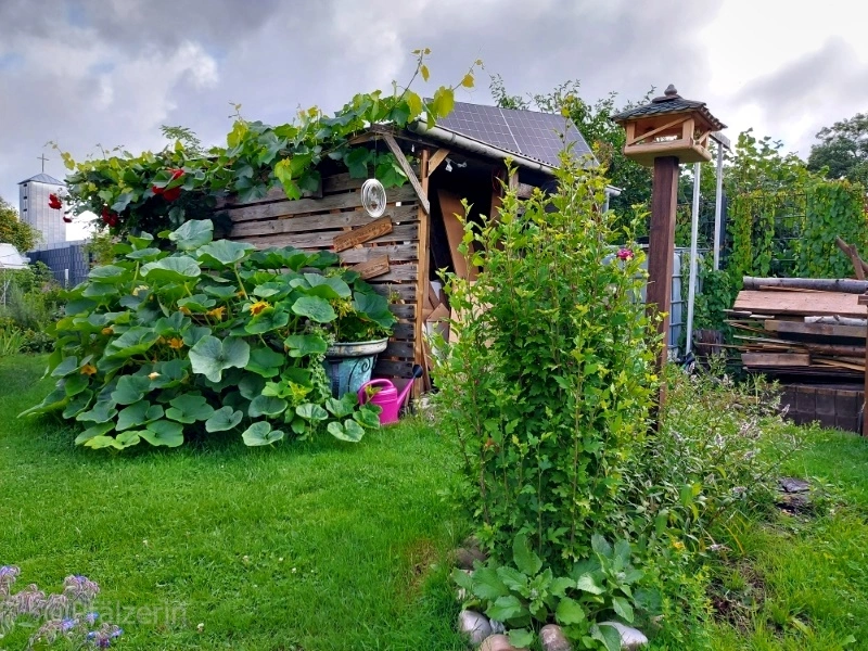 Gartenansicht nach dem Regen anfangs August 3.webp