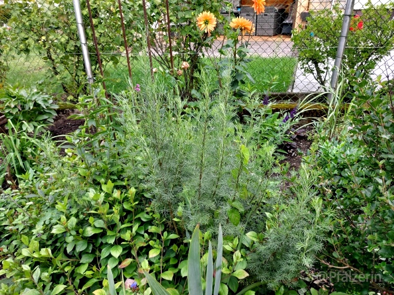 Gartenansicht nach dem Regen anfangs August 5.jpg