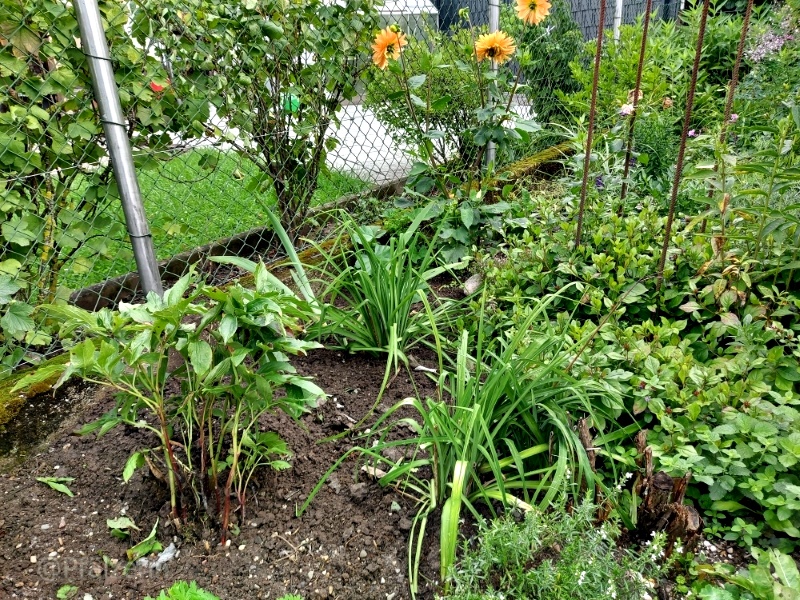 Gartenansicht nach dem Regen anfangs August 6.jpg