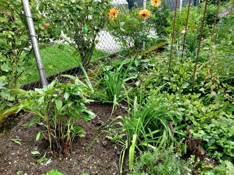 Gartenansicht nach dem Regen anfangs August 6.webp