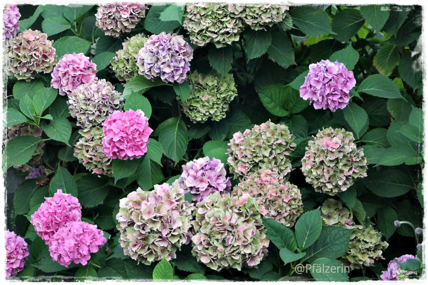 Gartenhortensien 1.webp