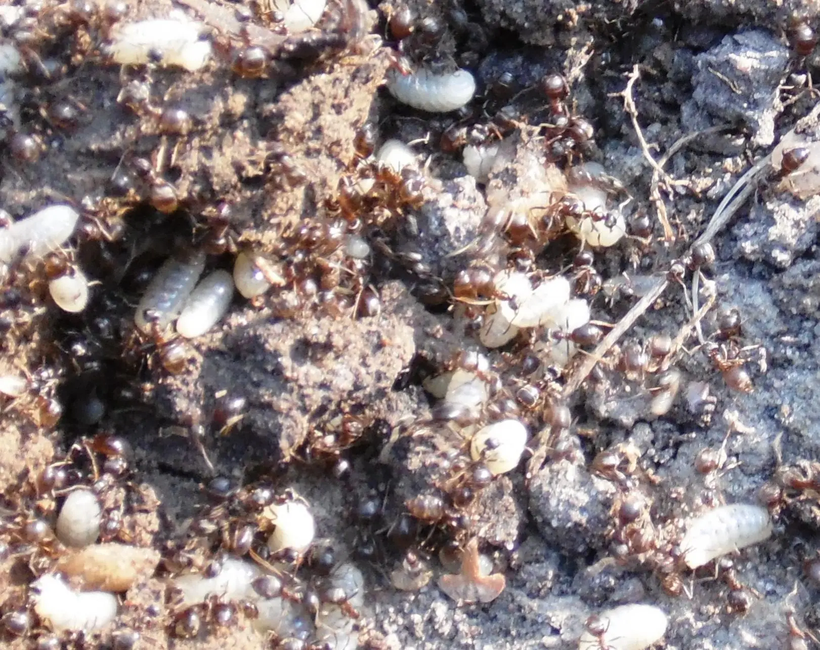 Hilfe welche Maden sind das?