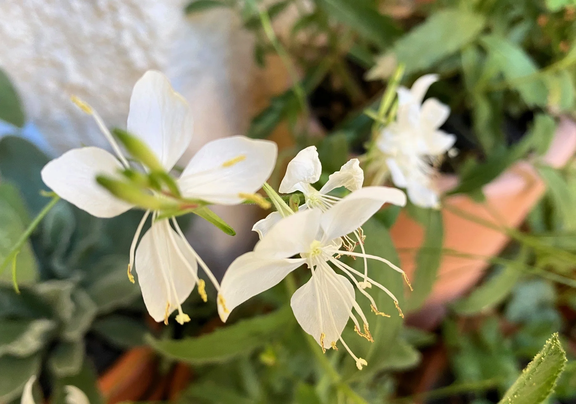 Gaura.webp