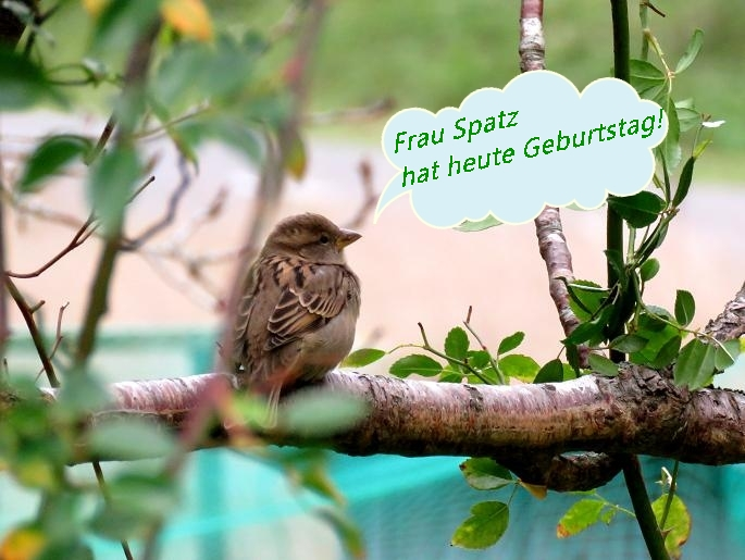 Geb. Spatz - Copy.webp