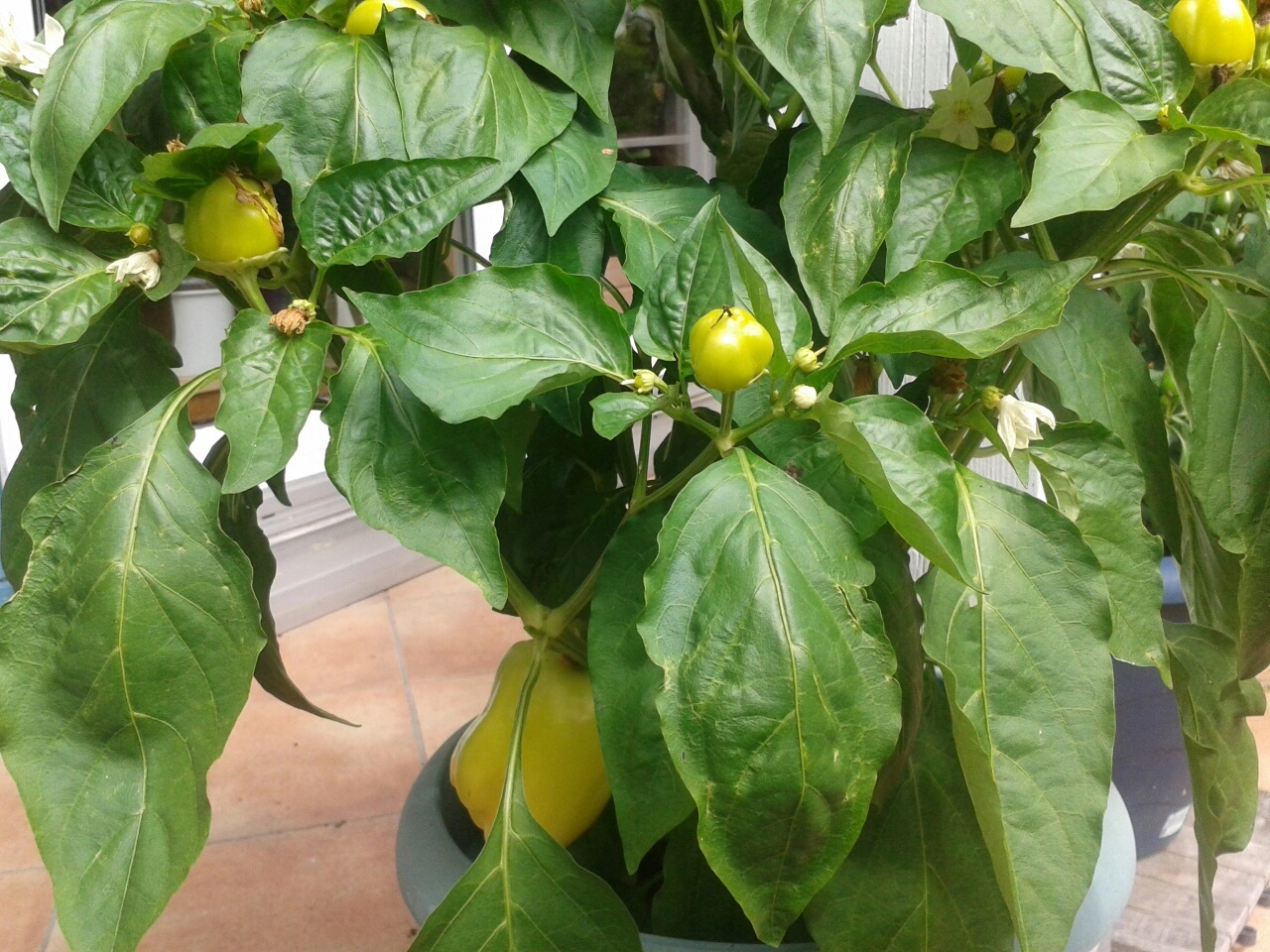 Was sind das für Paprika/PepperoniPflanzen?