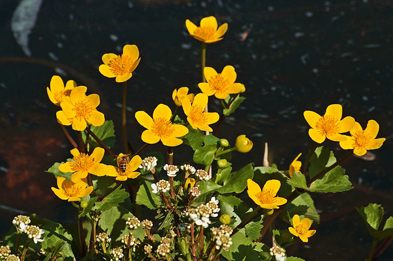 gelbe Sumpfdotterblume_yellow mellow2_800.webp