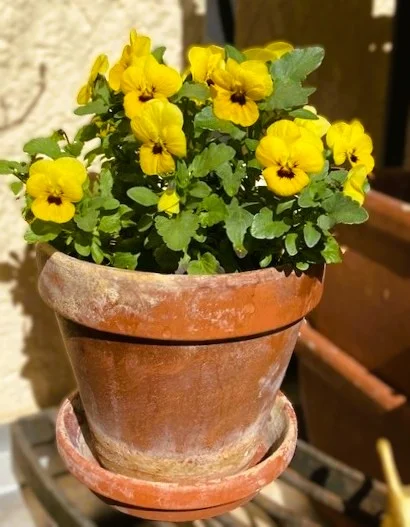 Gelbes Hornveilchen .webp