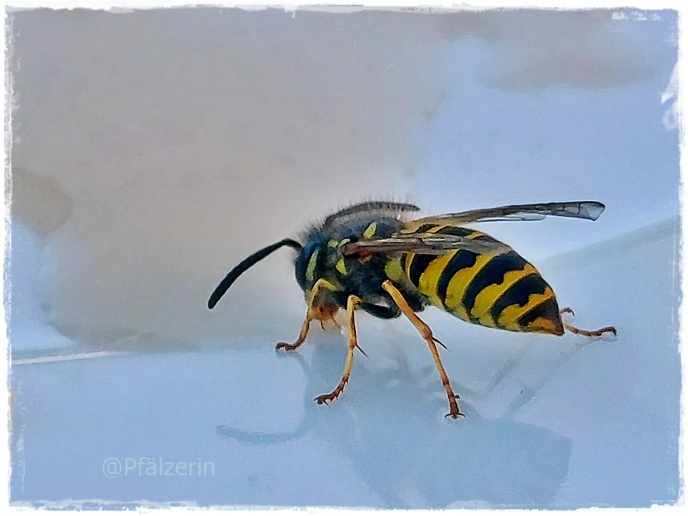 Gemeine Wespe 3.webp
