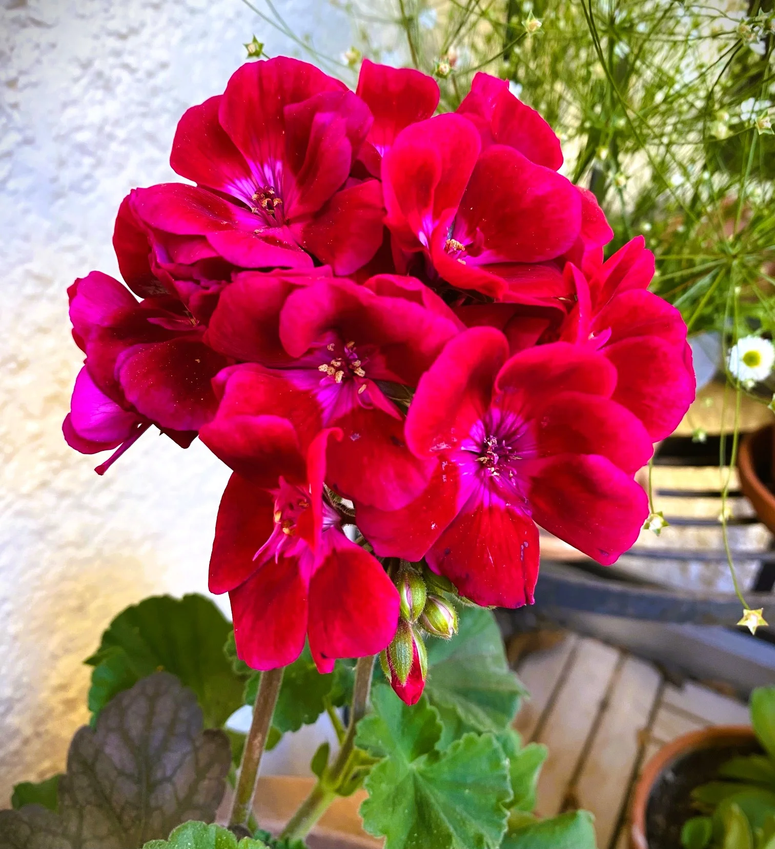 Geranie 26.webp