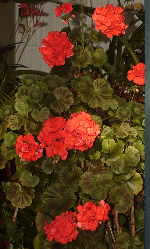 Geranie_rot_red_full bloom_800.webp