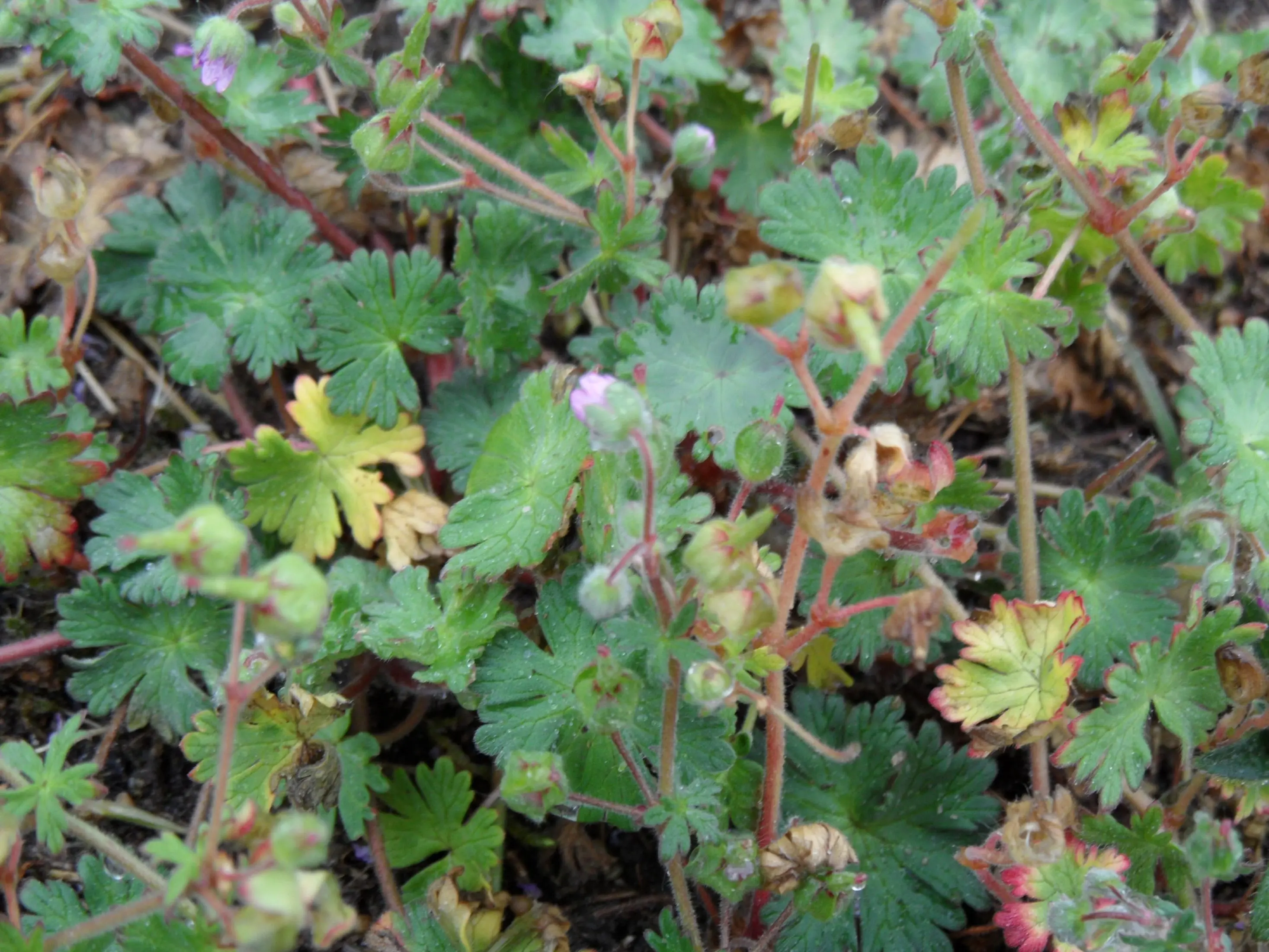 Ist das ein Geranium?