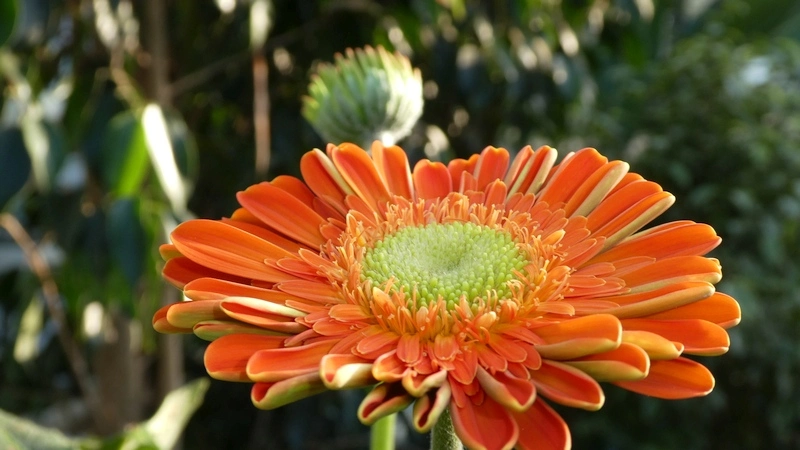 Gerbera_klein.webp