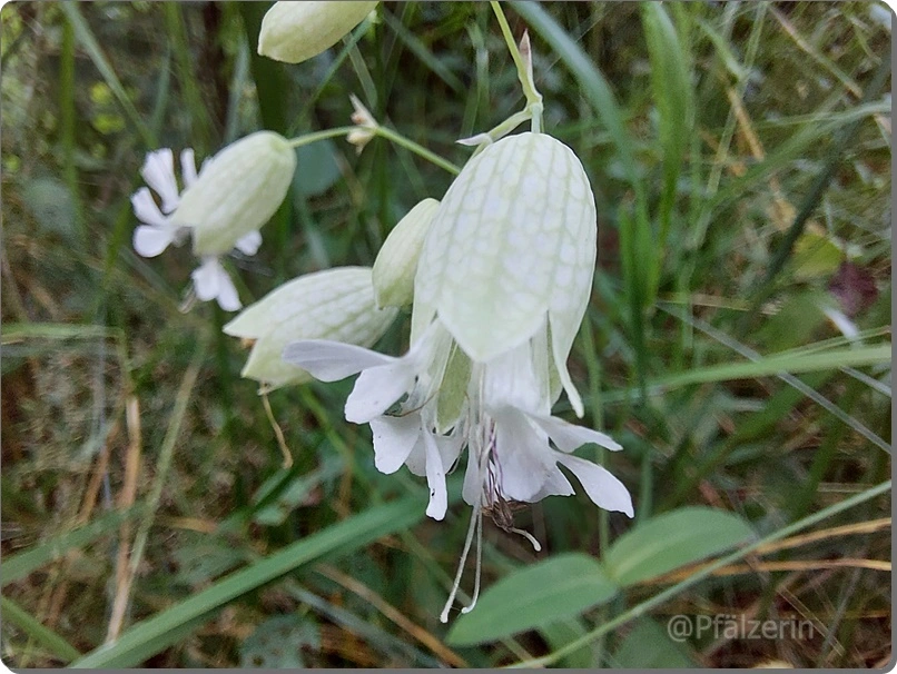 Gewöhnliches Leimkraut - Silene vulgaris.webp